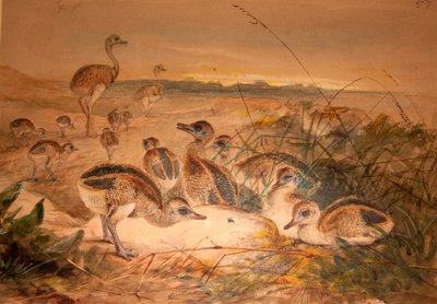 American Rheas (Rhea americana) by Joseph Wolf
